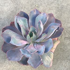 Meet your Posher, Kelana